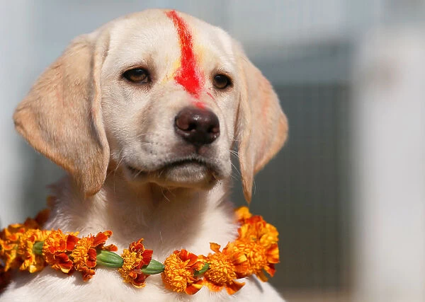 A puppy with Sindoor vermillion powder on its forehead