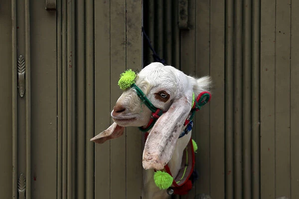 A sacrificial goat peeks through the gate of a house ahead of Eid al-Adha celebrations in