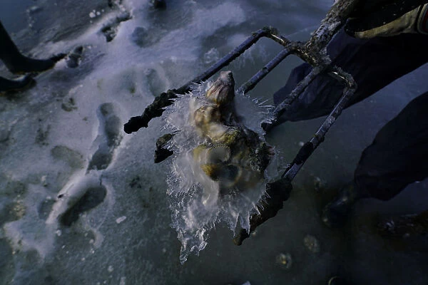 Shells frozen in ice are seen at the frozen part of the Wadden Sea near the island of