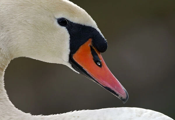 Swan rests at a lake near Pamplona