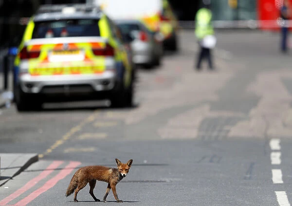 An urban fox crosses the road near Borough Market after an attack left 7 people dead