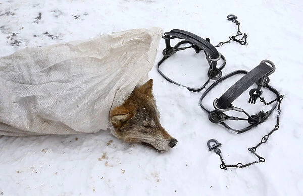 The Wider Image: Wolf-hunting near the Chernobyl zone