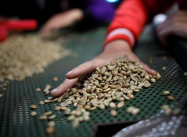 Workers sort arabica green coffee beans at a coffee mill in Pangalengan, West Java