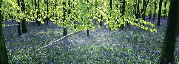 Bluebells and Beech woodland, Buckinghamshire, UK, April