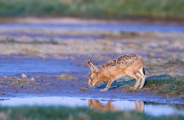 Brown Hare lepus capensis coming to drink Salthouse Norfolk April