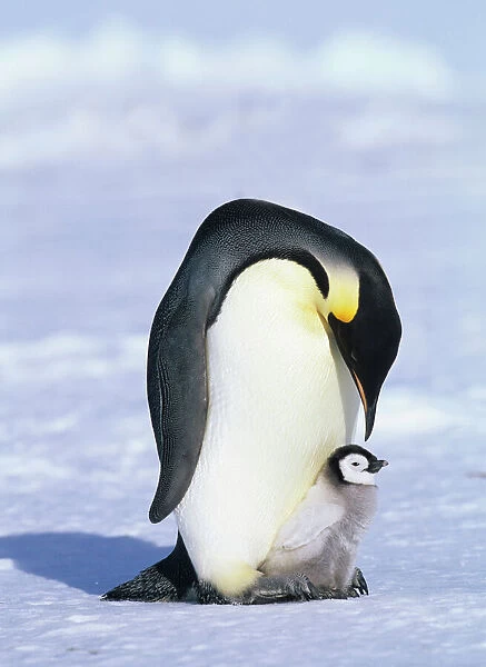 Emperor Penguin Aptenodytes fosteri with chick Weddell Sea Antarctica