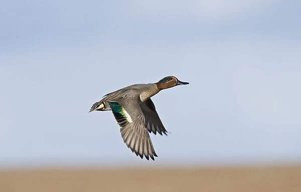 Teal Anas crecca male Salthouse Norfolk winter