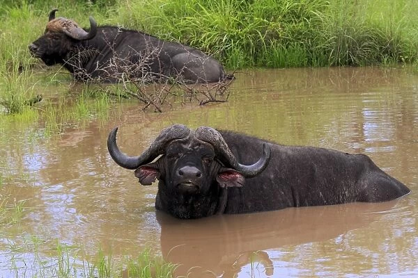 African Buffalo (Syncerus caffer) two adult males, resting in waterhole, Sabi Sabi Game Reserve, Kruger N. P