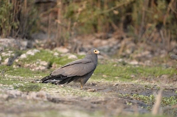 African Harrier-hawk (Polyboroides typus) adult, standing on ground, Kafue N. P. Zambia, September