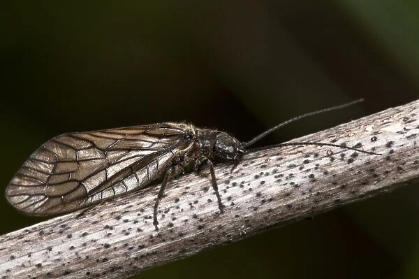 Alderfly (Sialis lutaria) adult, resting on stem, Crossness Nature Reserve, Bexley, Kent, England, may