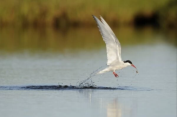 Arctic Tern (Sterna paradisea) adult, in flight, emerging from water with food, Iceland, June