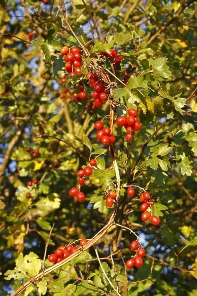 Black Bryony (Tamus communis) berries, twining on Common Hawthorn (Crataegus monogyna) in hedgerow, in evening sunshine, Bacton, Suffolk, England, october
