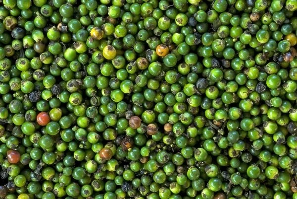 Black Pepper (Piper nigrum) stripped green berries for drying, Trivandrum, Kerala, India