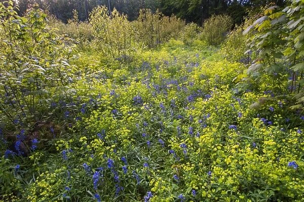 Bluebell (Endymion non-scriptus) and Wood Spurge (Euphorbia amygdaloides) flowering mass