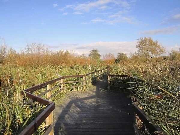 Boardwalk in wetland habitat, Rye Meads RSPB Reserve, Hoddesdon, Lea Valley, Hertfordshire, England, october