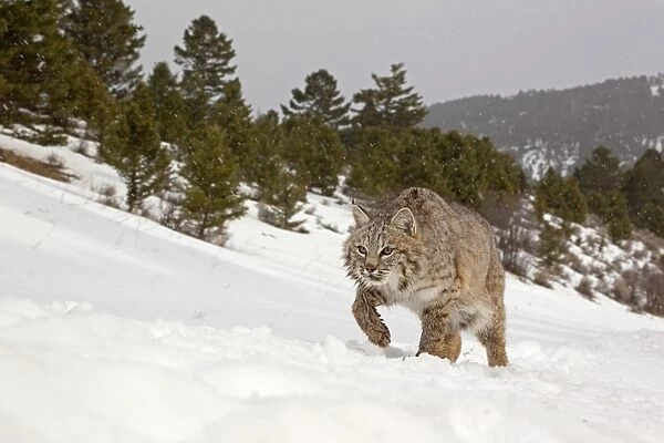 Bobcat (Lynx rufus) adult, walking in snow during snowfall, Montana, U. S. A. january (captive)