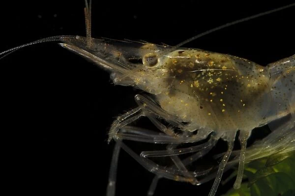 Brackish-water Prawn (Palaemonetes varians) adult, close-up of head, showing serrated edge to carapace