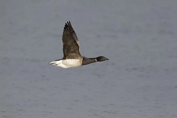 Brent Goose (Branta bernicla hrota) pale-bellied subspecies, adult, in flight over sea, Northern Ireland, February