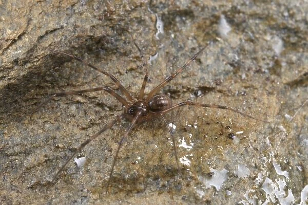 Cave Spider (Pimoa rupicola) adult, on wet rock, Italy