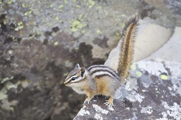 Least Chipmunk (Tamias minimus) adult, standing on rock, Yellowstone N. P. Wyoming, U. S. A. September