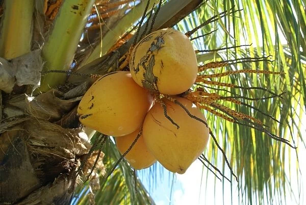 Coconut Palm (Cocos nucifera) close-up of fruit on tree, Grenada, Grenadines, Windward Islands, Lesser Antilles, August