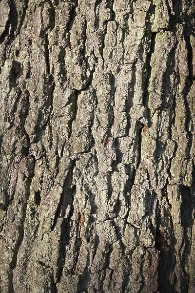 Common Oak (Quercus robur) close-up of bark, Suffolk, England, october