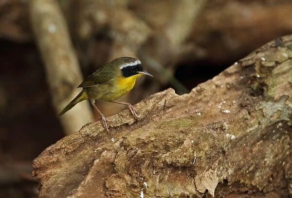 Common Yellowthroat (Geothlypis trichas) adult male, perched on log, Zapata Peninsula, Matanzas Province, Cuba, March