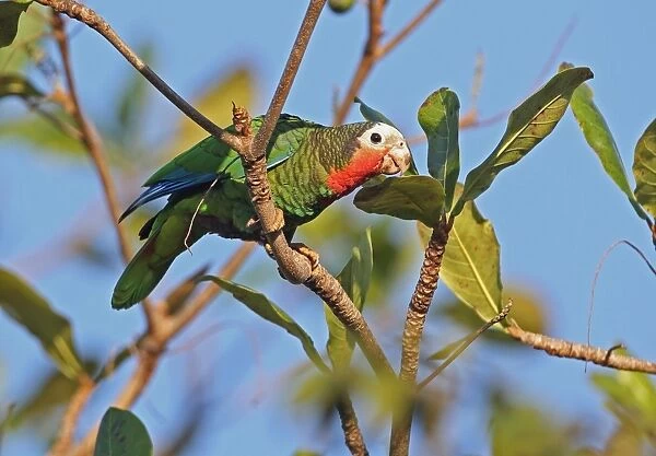 Cuban Parrot (Amazona leucocephala leucocephala) adult, perched on branch in tree, Zapata Peninsula, Matanzas Province