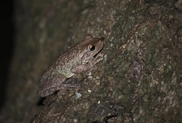 Cuban Treefrog (Osteopilus septentrionalis) adult, clinging to tree trunk, La Belen, Camaguey Province, Cuba, March