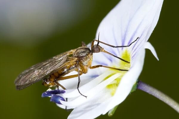 Dance Fly (Empis sp. ) adult female, feeding on speedwell flower in garden, Powys, Wales, May