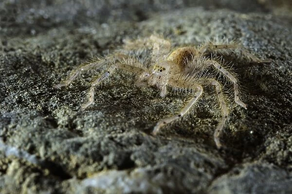 David Bowie's Huntsman Spider (Heteropoda davidbowie) species name dedicated to famous singer, adult, standing on rock, Asia