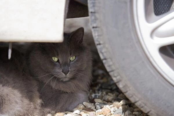 Domestic Cat, grey adult, resting under car, England, march