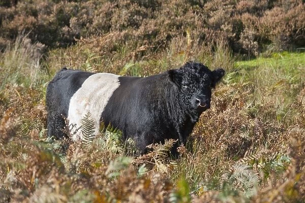 Domestic Cattle, Belted Galloway bull, standing amongst bracken on fell, Croasdale, Slaidburn, Forest of Bowland