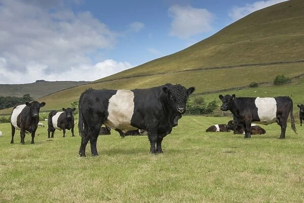 Domestic Cattle, Belted Galloway, bull and cows, herd standing in pasture, Edale, Peak District N. P
