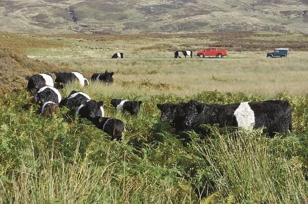 Domestic Cattle, Belted Galloway herd, standing amongst bracken on fell, with 4x4 vehicles in distance, Croasdale