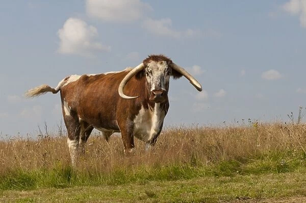 Domestic Cattle, Longhorn, bull, standing in pasture, Norfolk, England, August