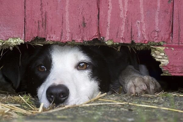 Domestic Dog, Border Collie, working sheepdog, adult, looking under wooden door on farm, England, December
