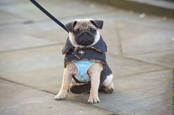 Domestic Dog, Pug, eight-months old female, on lead and wearing vest and jacket, sitting on pavement, Lytham St