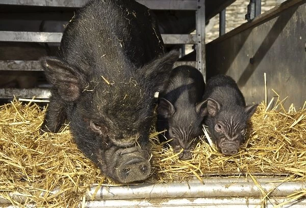 Domestic Pig, Vietnamese Pot-bellied Pig, sow with two piglets, on straw bedding in trailer, Cumbria, England, november