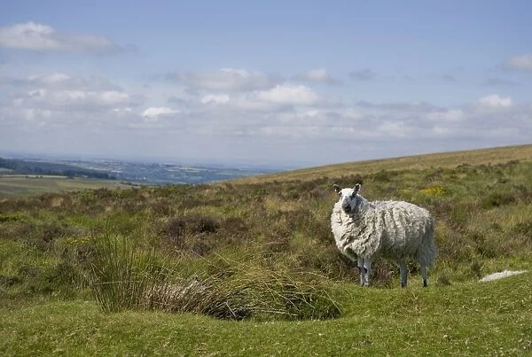 Domestic Sheep, adult, standing on moorland habitat, Dartmoor N. P. Devon, England, July