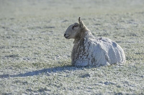 Domestic Sheep, Blue-faced Leicester, adult, covered in snow, resting on pasture, near Thornhill