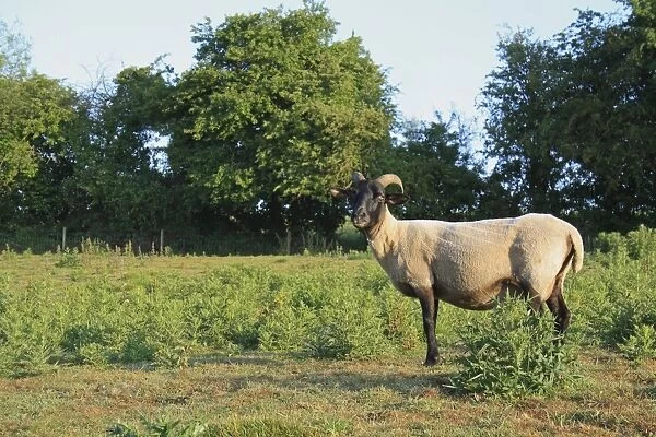 Domestic Sheep, Norfolk Horn ewe, recently shorn, standing amongst thistles in rough pasture, Little Ouse Headwaters Project, The Lows, Blo Norton, Little Ouse Valley, Norfolk, England, june