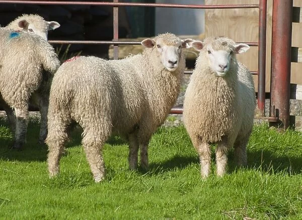 Domestic Sheep, Romney lambs, standing in pasture beside gate, Jervaulx, Masham, Ripon, North Yorkshire, England
