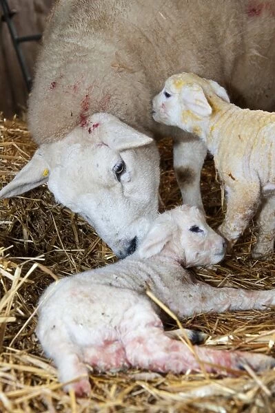 Domestic Sheep, Texel ewe with newborn twin lambs, on straw bedding in lambing shed, England, march