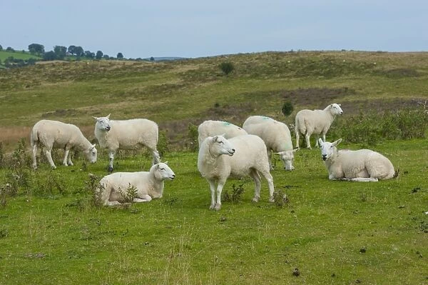 Domestic Sheep, Welsh Mountain ewes, flock, resting and grazing on pasture, Penybont, Powys, Wales, August