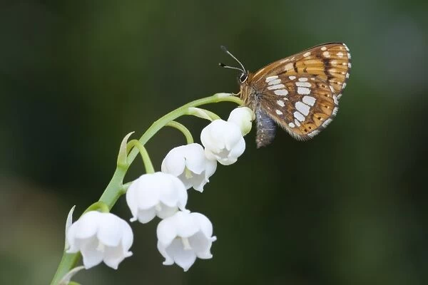 Duke of Burgundy (Hamearis lucina) adult, resting on Lily-of-the-valley (Convallaria majalis) flowers in garden, England, april