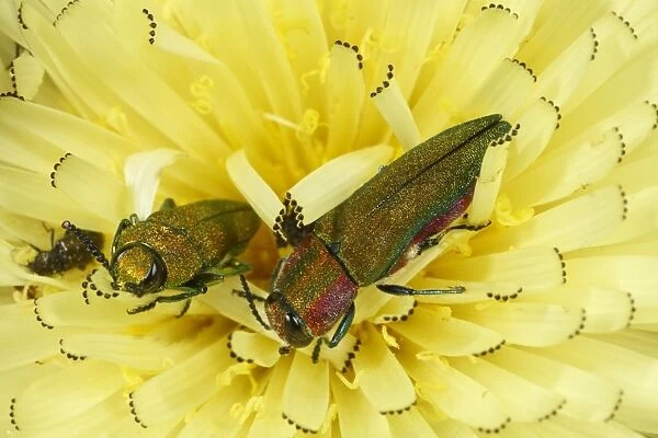 Emerald Ash-borer Beetle (Anthaxia hungarica) two adults, on hawkbit flower, near Minerve, Herault, Languedoc-Roussillon, France, may
