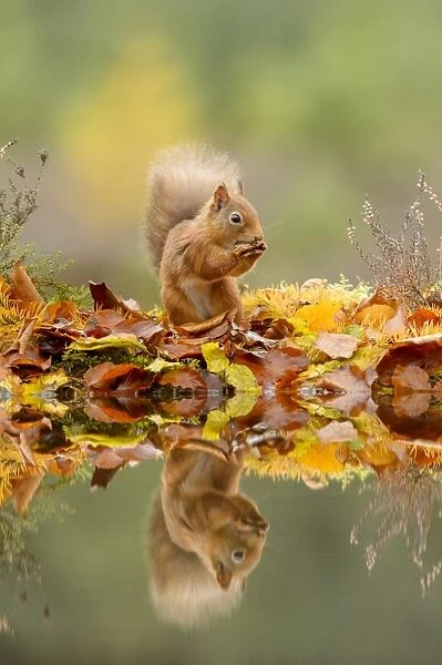Eurasian Red Squirrel (Sciurus vulgaris) adult, feeding amongst leaf litter at edge of water, Black Isle