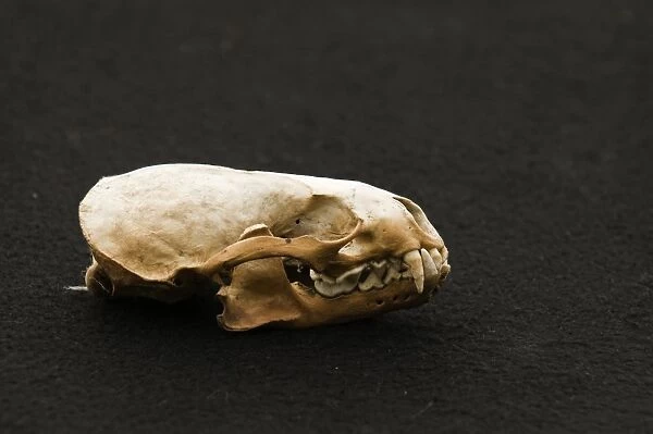 European Otter (Lutra lutra) skull, Shetland Islands, Scotland