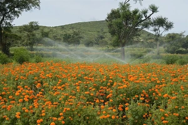 Floriculture, irrigator system watering Aztec Marigold (Tagetes erecta) flowers, growing in field, Gundelpet